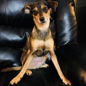 Meet your Posher, Marley